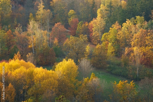 Autumn forest. Fall nature. Autumn picturesque background. Vibrant color tree, red orange foliage in fall park. Nature change Yellow leaves in october season. Autumn forest on a sunny day. Krusne Hory