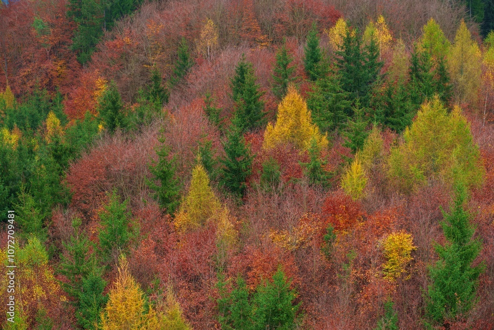 Autumn forest. Fall nature. Autumn picturesque background. Vibrant color tree, red orange foliage in fall park. Nature change Yellow leaves in october season. Autumn forest on a sunny day. Krusne Hory Autumn forest. Fall nature. Autumn picturesque background. Vibrant color tree, red orange foliage in fall park. Nature change Yellow leaves in october season. Autumn forest on a sunny day. Krusne Hory