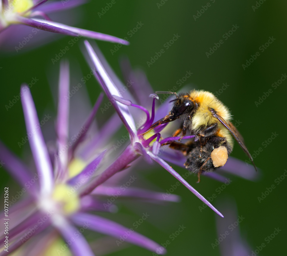 A little bee gathers pollen from a purple flower. A little bee gathers pollen from a purple flower.