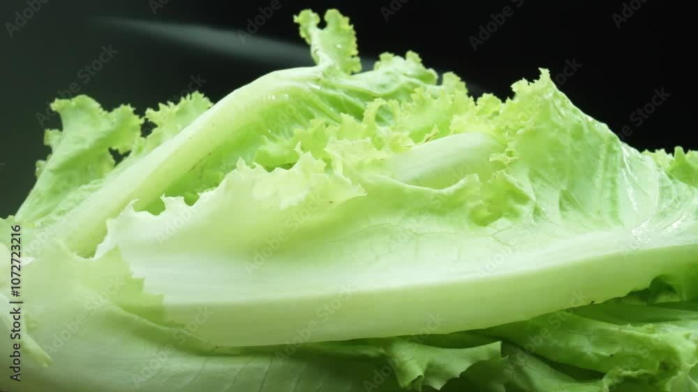 Macrography, fresh lettuce leaves stand out against a black background, creating a striking visual contrast. Each close-up shot captures the intricate details and textures of the lettuce. Comestible. Macrography, fresh lettuce leaves stand out against a black background, creating a striking visual contrast. Each close-up shot captures the intricate details and textures of the lettuce. Comestible.