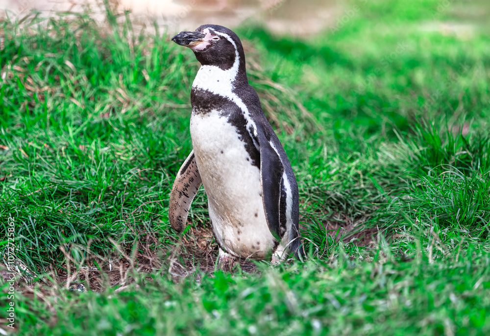 Fototapeta premium Penguin stands in the grass. African penguin (Spheniscus Demersus) also known as the jackass penguin and black-footed penguin