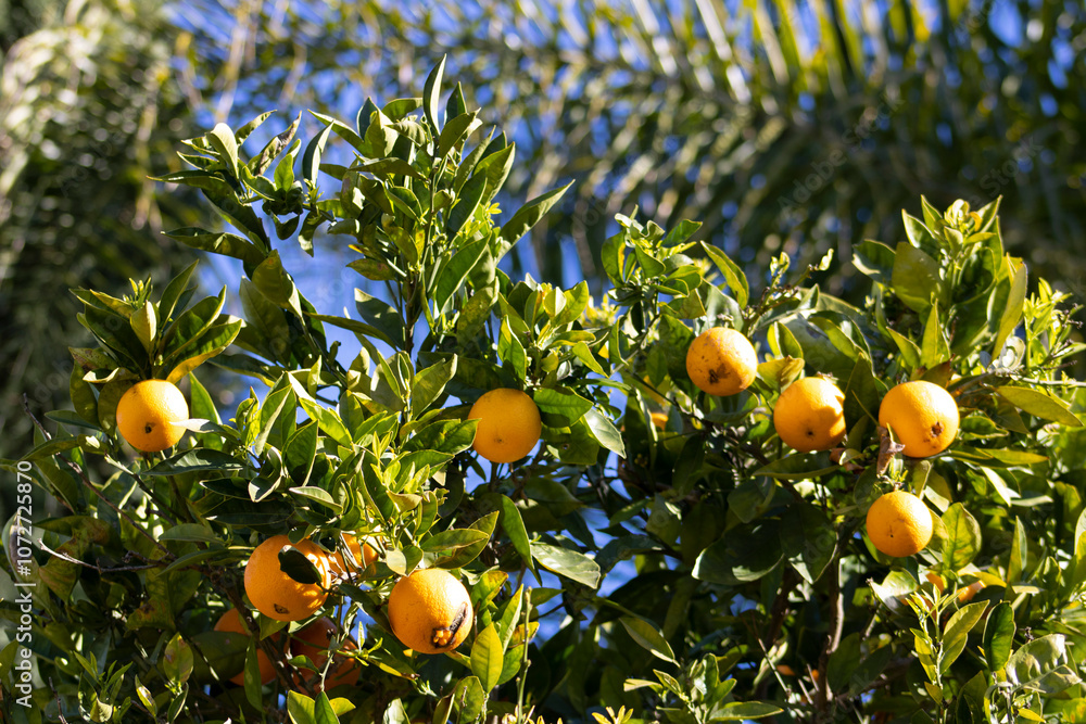 orange tree up close branches blooming orange tree up close branches blooming