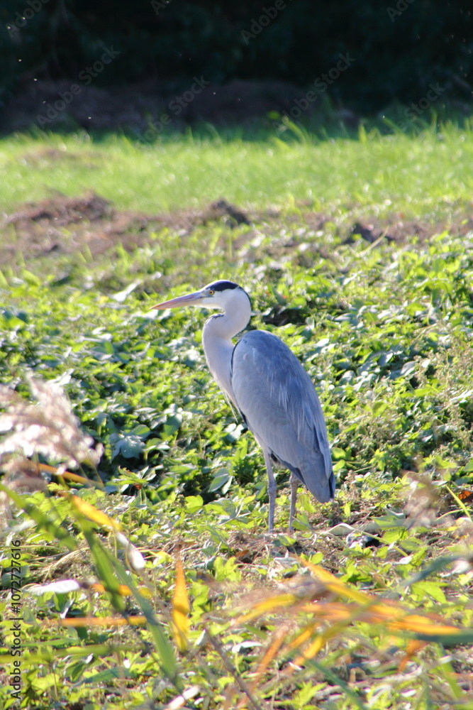 Fototapeta premium 水辺のハンター、サギ(Grey heron)