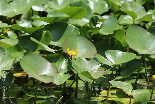 leaves in the garden