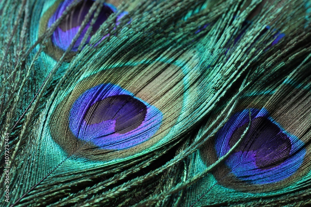 Fototapeta premium Beautiful bright peacock feathers as background, closeup