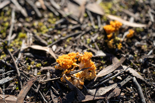 Close up of Mushrooms in the bush in Tasmania, Australia. in the forest photo