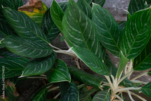 Obraz na plátne Green ornamental plants in the garden, very fresh