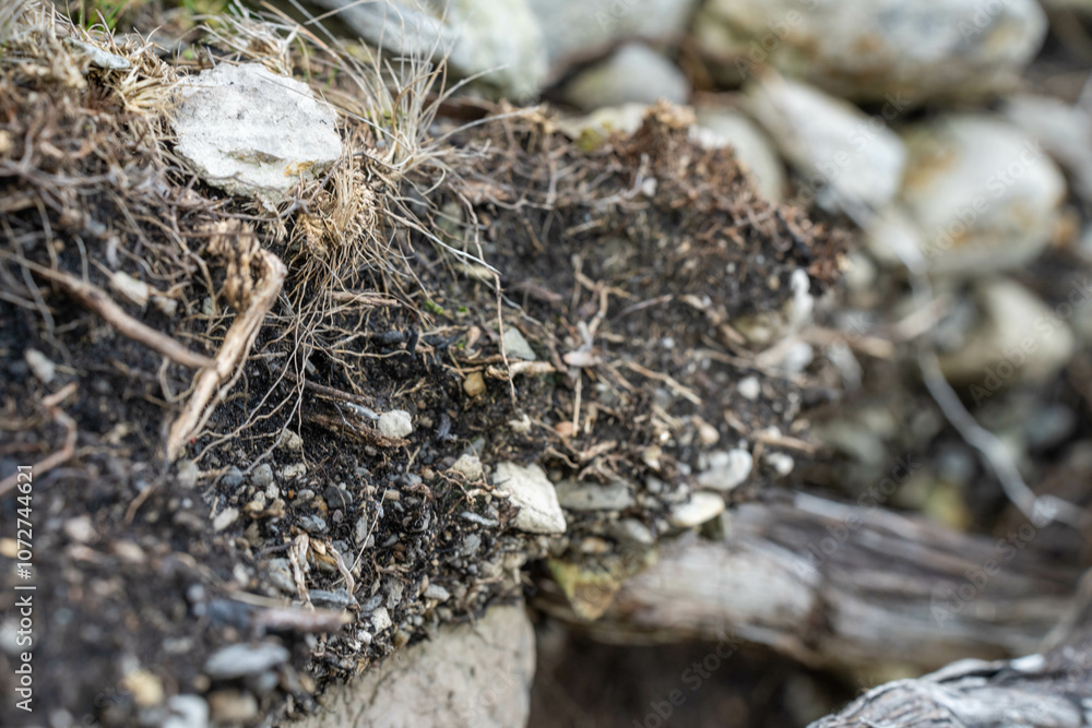 soil profile of land with soil layers of dirt, roots, organic matter, and plants in the bush and forest soil profile of land with soil layers of dirt, roots, organic matter, and plants in the bush and forest