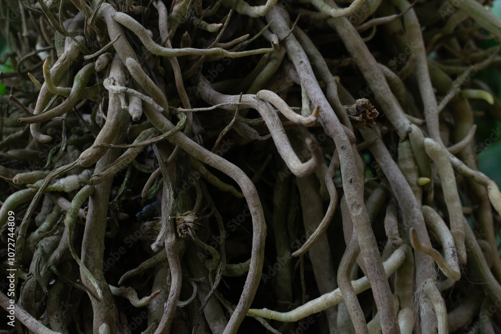 Wild tree with creeping tree roots in the background Wild tree with creeping tree roots in the background