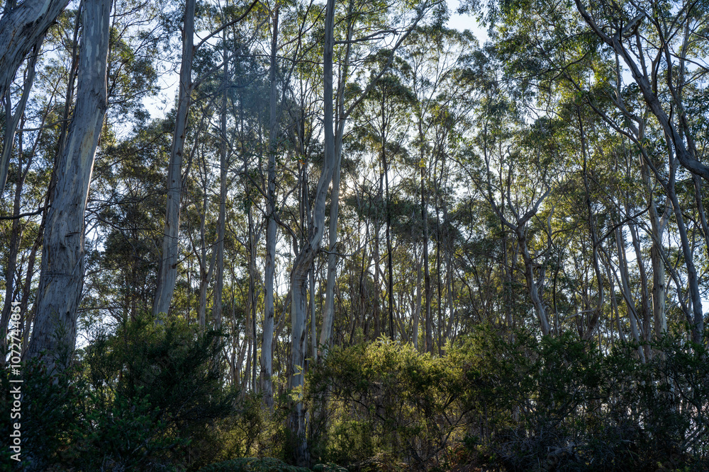 beautiful australian bush with trees, shrubs, grasses, with lots of different types, storing carbon in a forest beautiful australian bush with trees, shrubs, grasses, with lots of different types, storing carbon in a forest