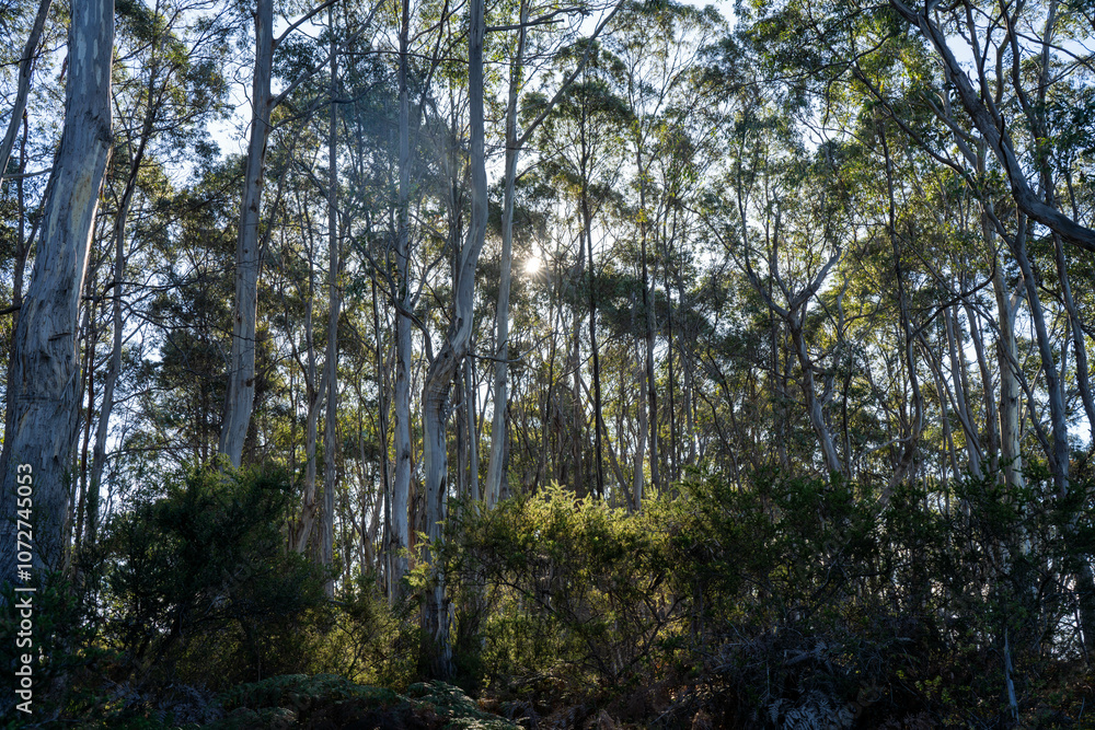 Fototapeta premium beautiful australian bush with trees, shrubs, grasses, with lots of different types, storing carbon in a forest