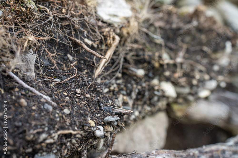 soil profile of land with soil layers of dirt, roots, organic matter, and plants in the bush and forest soil profile of land with soil layers of dirt, roots, organic matter, and plants in the bush and forest