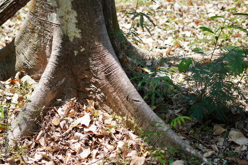 Large pine tree roots with dry leaves during the day photo