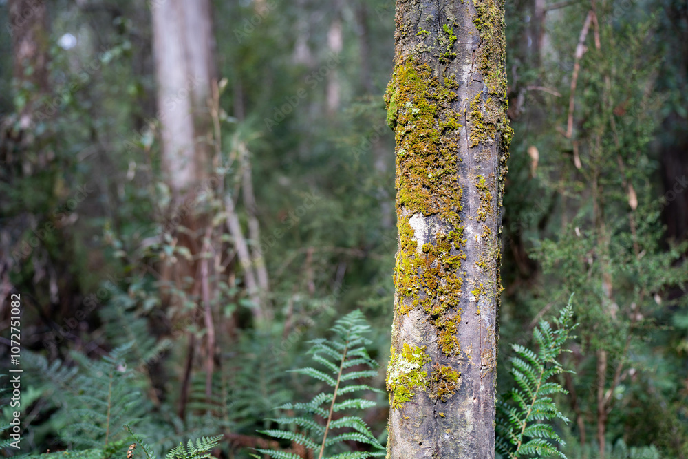 beautiful gum Trees and shrubs in the Australian bush forest. Gumtrees and native plants growing in Australia in spring. eucalyptus growing in a tall forest beautiful gum Trees and shrubs in the Australian bush forest. Gumtrees and native plants growing in Australia in spring. eucalyptus growing in a tall forest