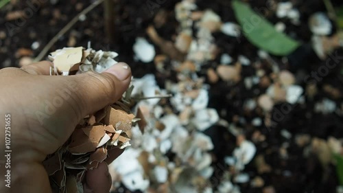 egg shell in planting poit of soil and plantation for tree composs 