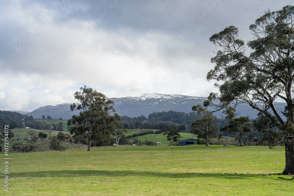 beautiful gum Trees and shrubs in the Australian bush forest. Gumtrees and native plants growing in Australia in spring. eucalyptus growing in a tall forest