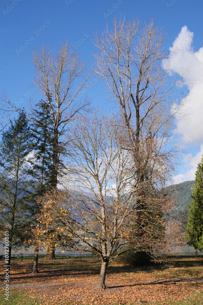 Island 22 Regional Park along Fraser River during a fall season in Chilliwack, British Columbia, Canada Island 22 Regional Park along Fraser River during a fall season in Chilliwack, British Columbia, Canada