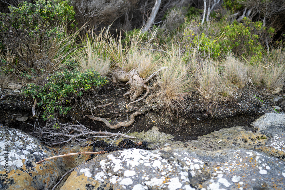 soil profile of land with soil layers of dirt, roots, organic matter, and plants in the bush and forest soil profile of land with soil layers of dirt, roots, organic matter, and plants in the bush and forest