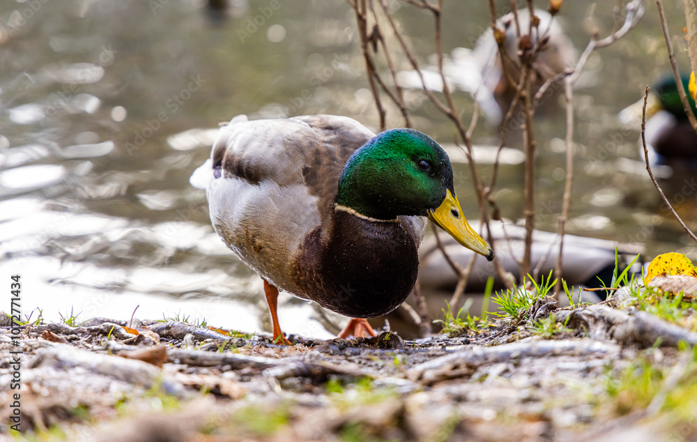Obraz premium Close-Up of Mallard Duck by a Tranquil Riverside in Nature