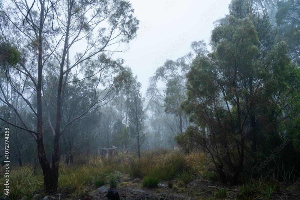 beautiful gum Trees and shrubs in the Australian bush forest. Gumtrees and native plants growing in Australia in spring. eucalyptus growing in a tall forest beautiful gum Trees and shrubs in the Australian bush forest. Gumtrees and native plants growing in Australia in spring. eucalyptus growing in a tall forest