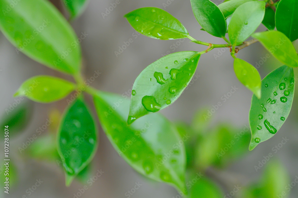 Ficus annulata Blume, Banyan Tree or MORACEAE and rain droplet Ficus annulata Blume, Banyan Tree or MORACEAE and rain droplet