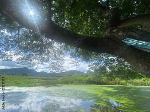 étang recouvert d'algues sous un arbre très vieux photo