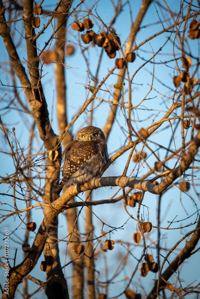 Obraz premium The pearl-spotted owlet (Glaucidium perlatum) is a small bird of prey found in sub-Saharan Africa, kruger park, south africa