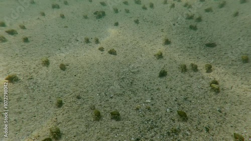 A large group of hermit crabs Diogenes running across sandy bottom them leaving tracks in sand, Camera moves backwards. Active life of sandy seabed in shallow water photo