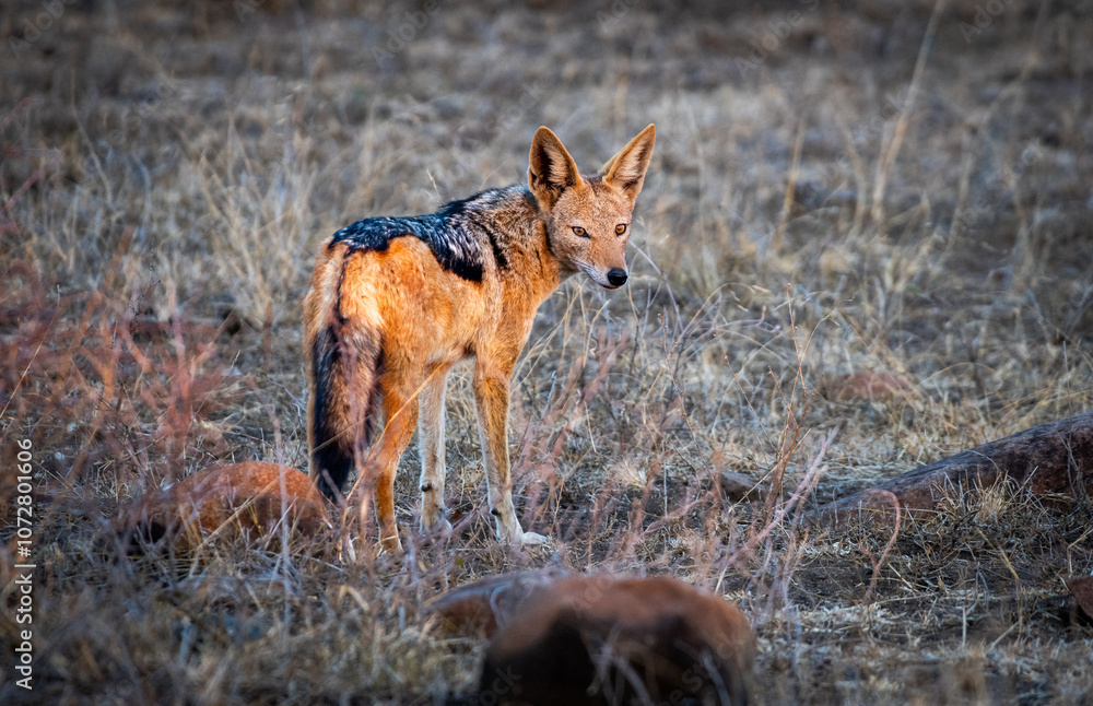 Fototapeta premium The black-backed jackal (Lupulella mesomelas), also called the silver-backed jackal, is a medium-sized canine native to eastern and southern Africa.