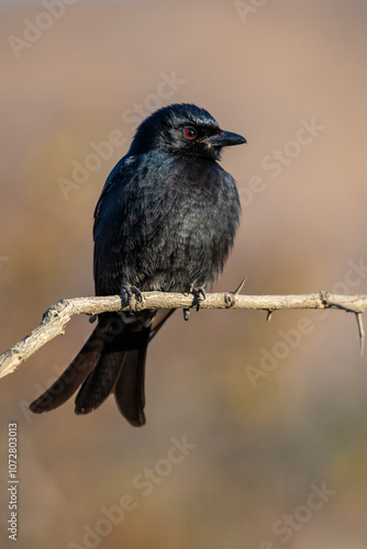 The fork-tailed drongo (Dicrurus adsimilis), also called the common drongo or African drongo, is a small bird found from the Sahel to South Africa that lives in wooded habitats, particularly woodlands photo