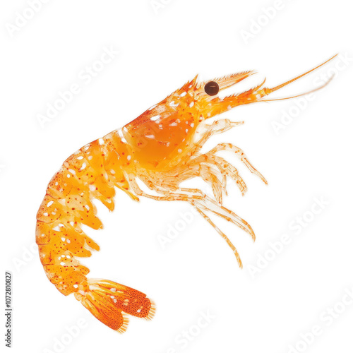 Bright Orange Shrimp on Transparent Background photo