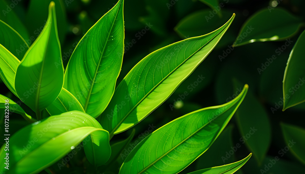 Obraz premium Shiny green leaves isolated with white highlights, png