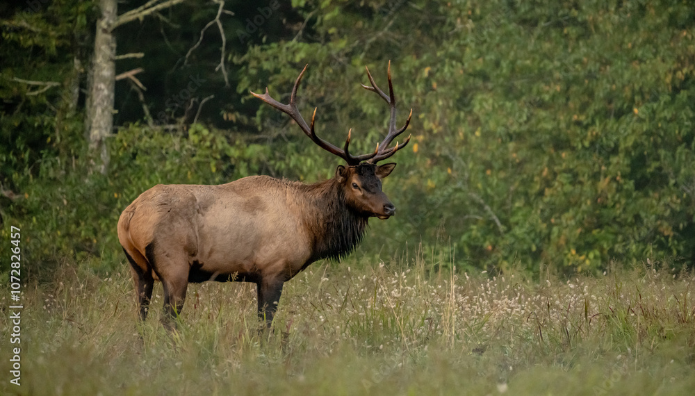 Large Male Elk With Dark Rack Stands In Grassy Field Large Male Elk With Dark Rack Stands In Grassy Field