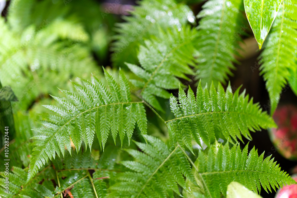 lush green ferns with glossy leaves, wet from water droplets. The scene is fresh and vibrant, capturing the intricate details of the foliage under natural lighting, evoking a rainforest vibe. lush green ferns with glossy leaves, wet from water droplets. The scene is fresh and vibrant, capturing the intricate details of the foliage under natural lighting, evoking a rainforest vibe.