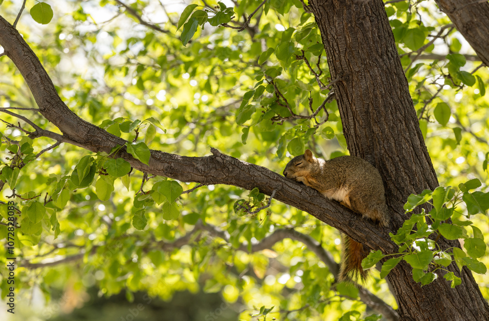 A sleeping squirrel naps on a tree branch in the middle of the day A sleeping squirrel naps on a tree branch in the middle of the day