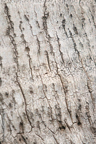 Bark skin texture background, nature hardwood photo