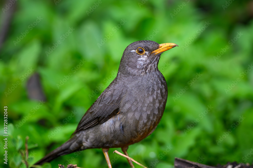 Closeup of a Karoo thrush, Rietvlei Nature Reserve, South Africa Closeup of a Karoo thrush, Rietvlei Nature Reserve, South Africa
