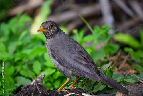 Closeup of a Karoo thrush, Rietvlei Nature Reserve, South Africa photo