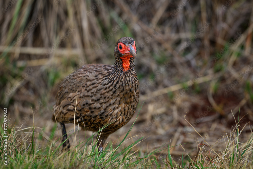 Fototapeta premium A Swainsons francolin running through dry grass, Rietvlei Nature Reserve, South Africa