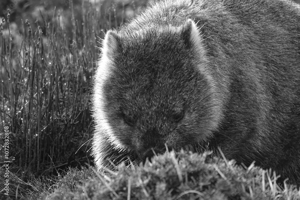Obraz premium Close up portrait of a wombat eating grass