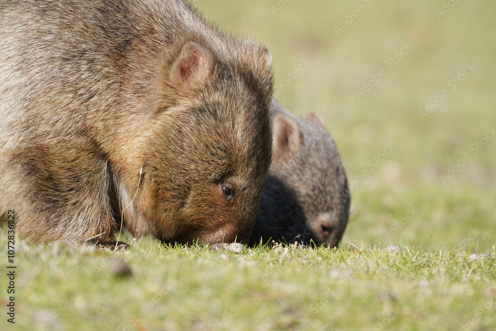 Portrait of a mother and baby wombat Portrait of a mother and baby wombat