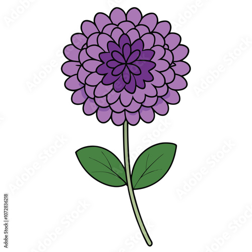 scabiosa flower, vector drawing garden plant at white background