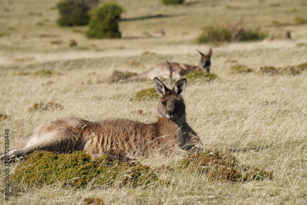 Kangaroos resting in the grass on Bruny Island Kangaroos resting in the grass on Bruny Island