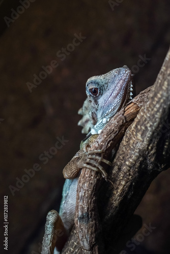 Lizard portrait in the dark