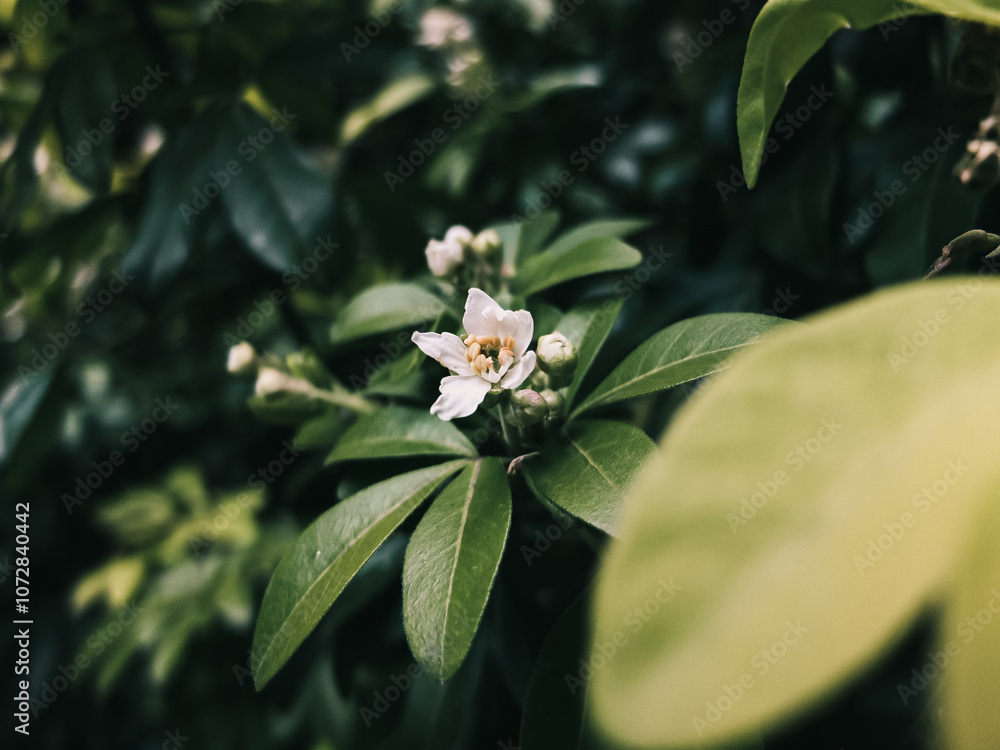 Fototapeta premium Spring flower