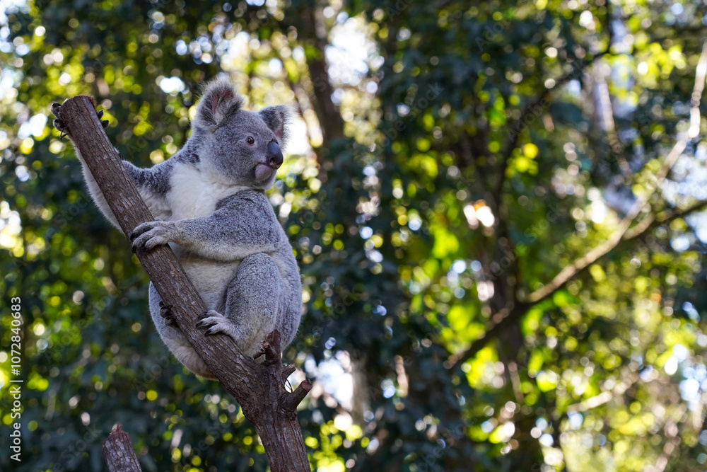 Obraz premium Close up portrait of a koala bear in the zoo