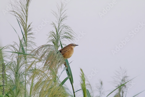 Striated Grassbird photo