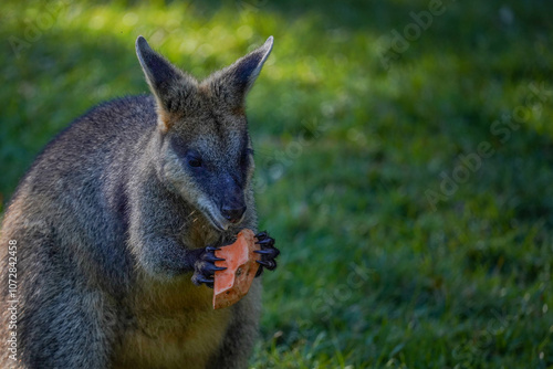 A wallaby eating a piece of sweet potato at the zoo