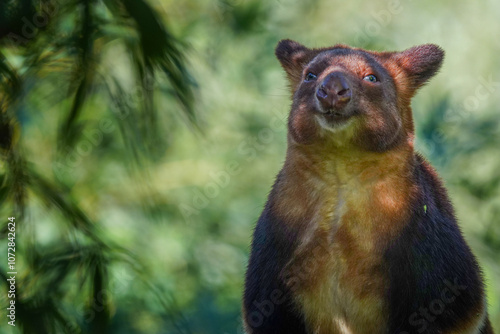 An Australian tree kangaroo portrait