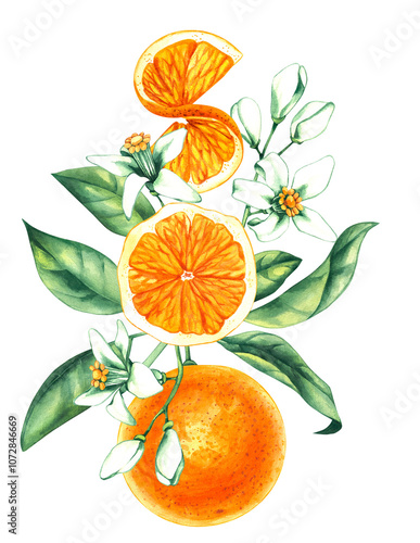 Watercolor orange tropical fruit hand drawn. Orange illustration for packaging, textile, berndesign etc. Orange bouquet with flowers zest